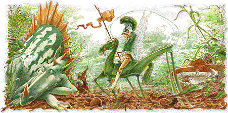 elfenritter und drachen